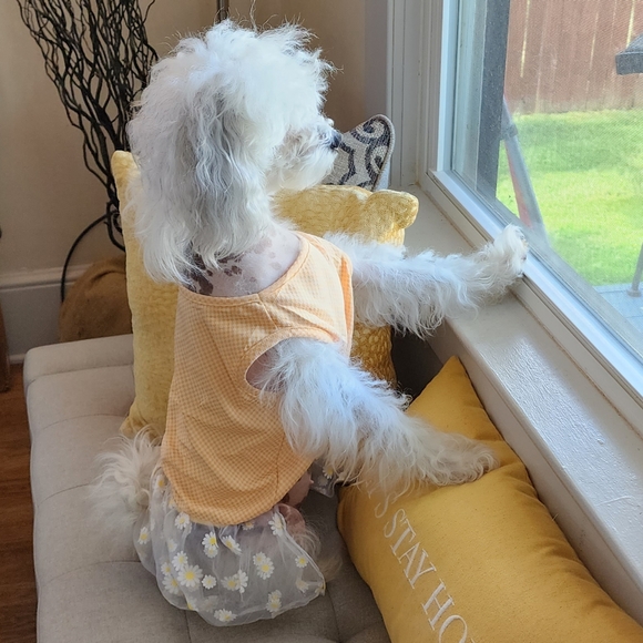 Meet your Posher, Jules - Picture 5 of 5